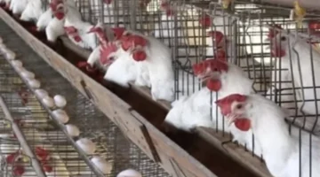 تقلبات سعر الفراخ البيضاء في الأسواق المصرية اليوم السبت 21 مارس 2026